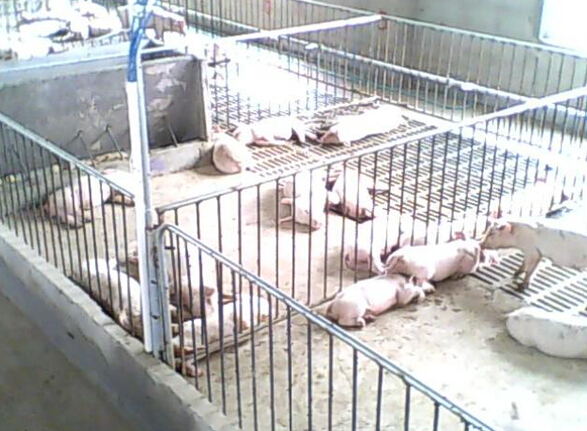 安邦集團(tuán)發(fā)熱電纜用于養(yǎng)殖場(chǎng)保溫室采暖安裝示意圖(圖3) 安邦集團(tuán)發(fā)熱電纜用于養(yǎng)殖場(chǎng)保溫室采暖安裝示意圖(圖3)